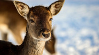 srna deer-5973385 1280